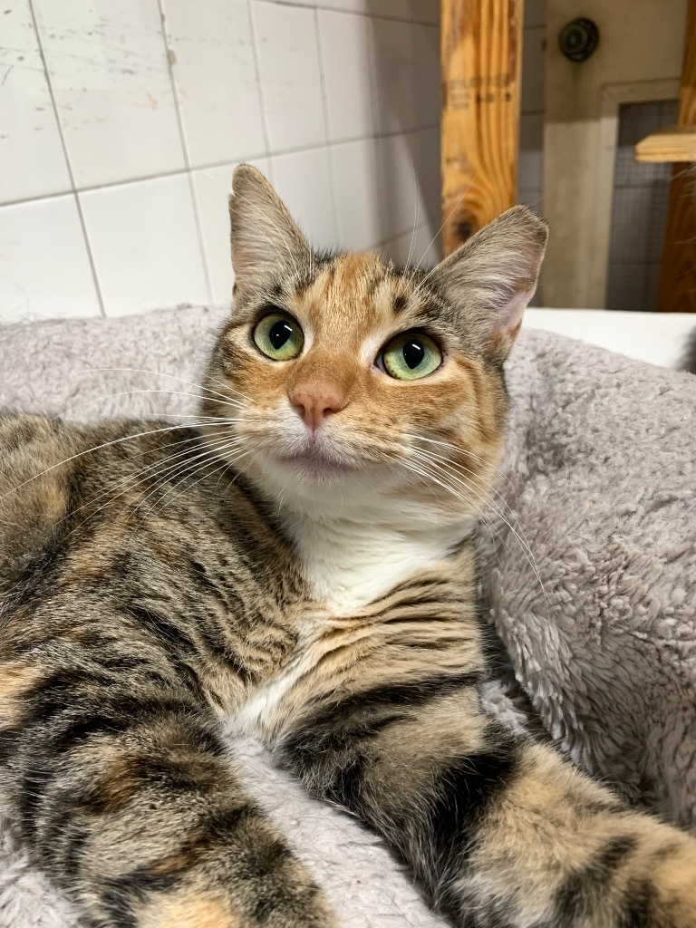 Sweet Pea, an adoptable Calico, Torbie in Fort Lauderdale, FL, 33304 | Photo Image 4