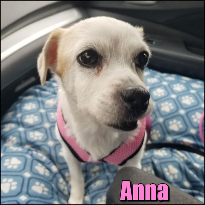 Anna, an adoptable Terrier Mix in Bayside, NY_image-1