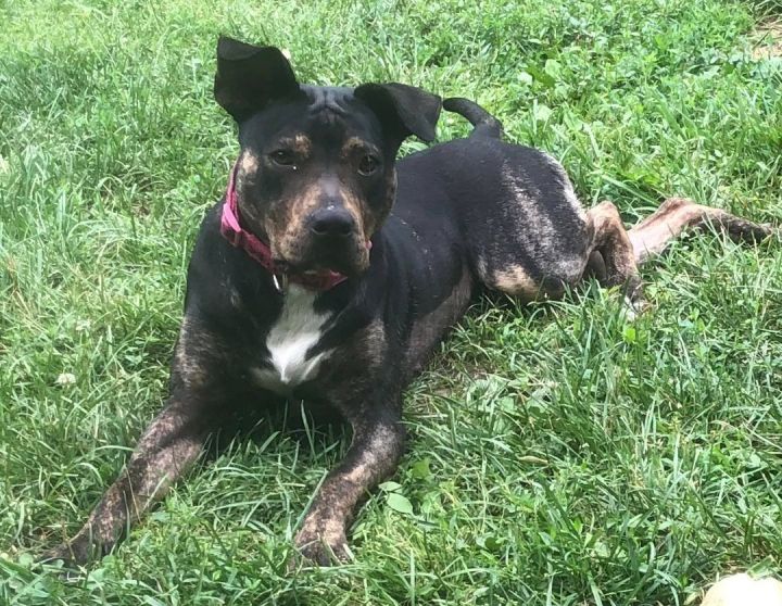 Aqua, an adoptable Pit Bull Terrier in Jarrettsville, MD_image-2