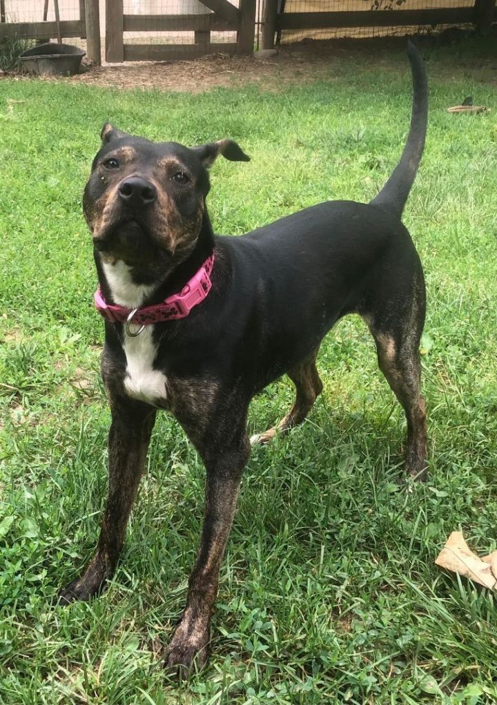 Aqua, an adoptable Pit Bull Terrier in Jarrettsville, MD_image-4