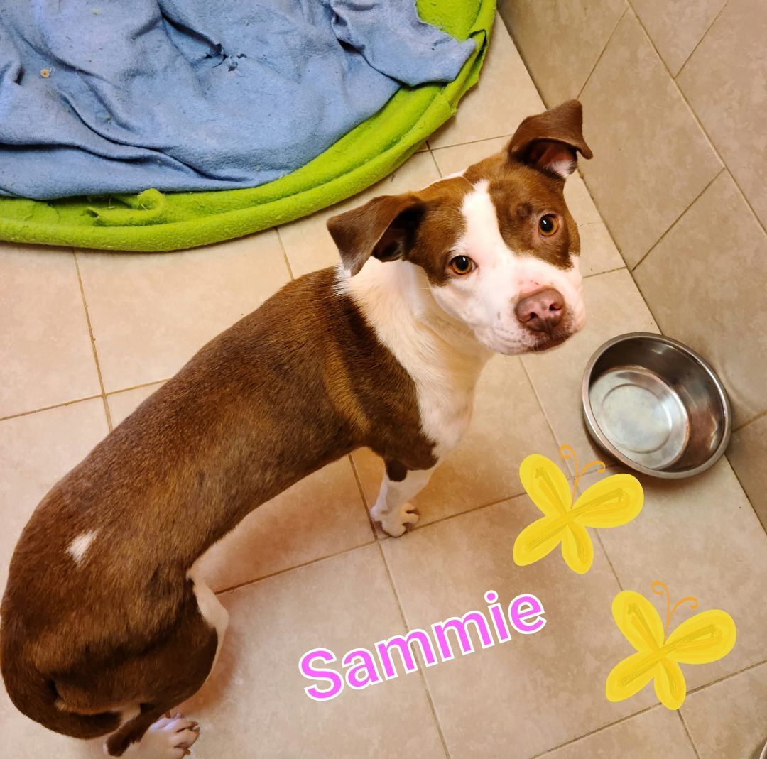 Sammie, an adoptable Pit Bull Terrier in Salem, MO, 65560 | Photo Image 1