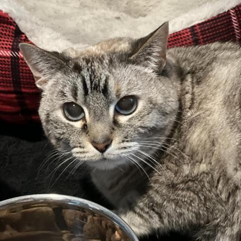 Nadia - Senior/Declawed/Diabetic, an adoptable Domestic Short Hair in ATOKA, TN, 38004 | Photo Image 2