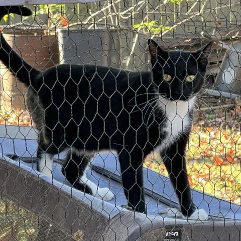 Binx - Barn/Working Cat, an adoptable Domestic Short Hair in ATOKA, TN, 38004 | Photo Image 1