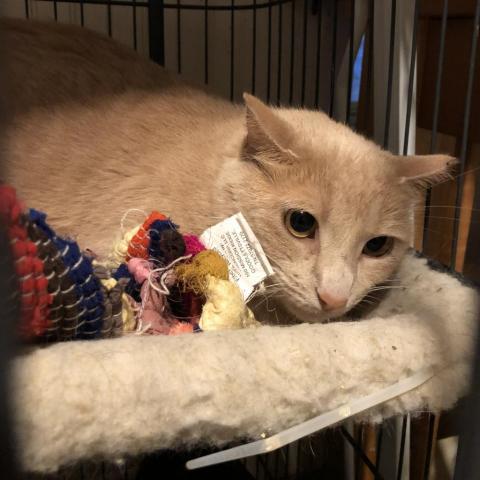 Geralt - Barn/Working Cat, an adoptable Domestic Short Hair in ATOKA, TN, 38004 | Photo Image 2