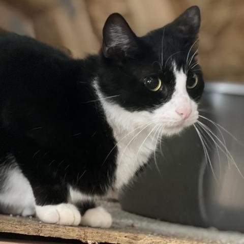 Barry - Shy, an adoptable Domestic Short Hair in ATOKA, TN, 38004 | Photo Image 1