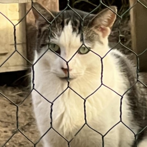Snow Paw - Barn/Working Cat, an adoptable Domestic Short Hair in ATOKA, TN, 38004 | Photo Image 1