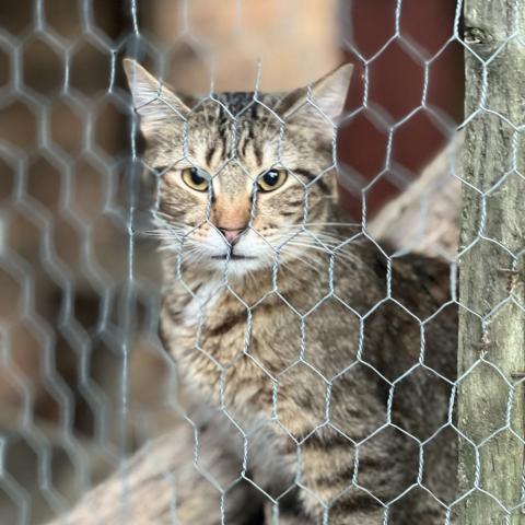 Nutmeg - Shy, an adoptable Domestic Short Hair in ATOKA, TN, 38004 | Photo Image 1