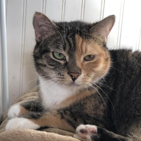 Zelda - Shy, an adoptable Domestic Short Hair in ATOKA, TN, 38004 | Photo Image 1