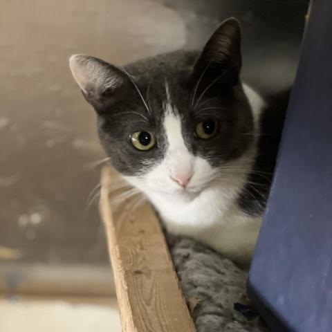 Rainbow - Barn/Working Cat, an adoptable Domestic Short Hair in ATOKA, TN, 38004 | Photo Image 1