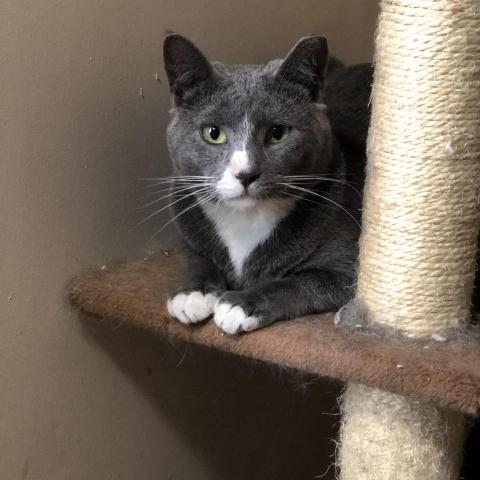 Greyjoy - Barn/Working Cat, an adoptable Domestic Short Hair, Russian Blue in ATOKA, TN, 38004 | Photo Image 1