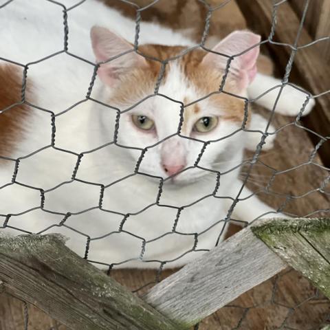 Mark Twain - Indoor Only Working Cat, an adoptable Domestic Short Hair in ATOKA, TN, 38004 | Photo Image 1