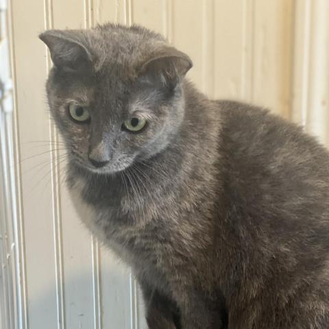 Zoey - Shy, an adoptable Domestic Short Hair in ATOKA, TN, 38004 | Photo Image 1