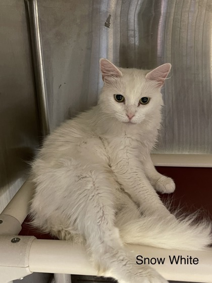 Snow White, an adoptable Domestic Long Hair & Domestic Short Hair Mix in Cumberland, MD_image-1