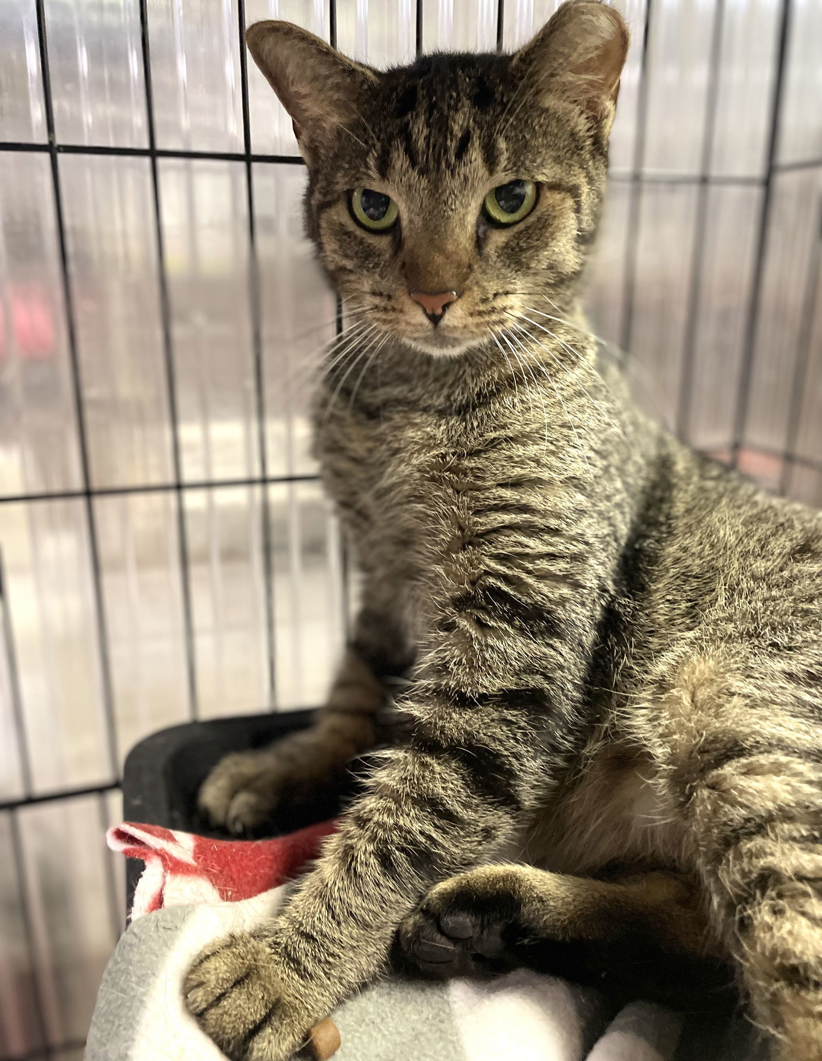 Sunset, an adoptable Domestic Short Hair in Margate, FL, 33068 | Photo Image 2