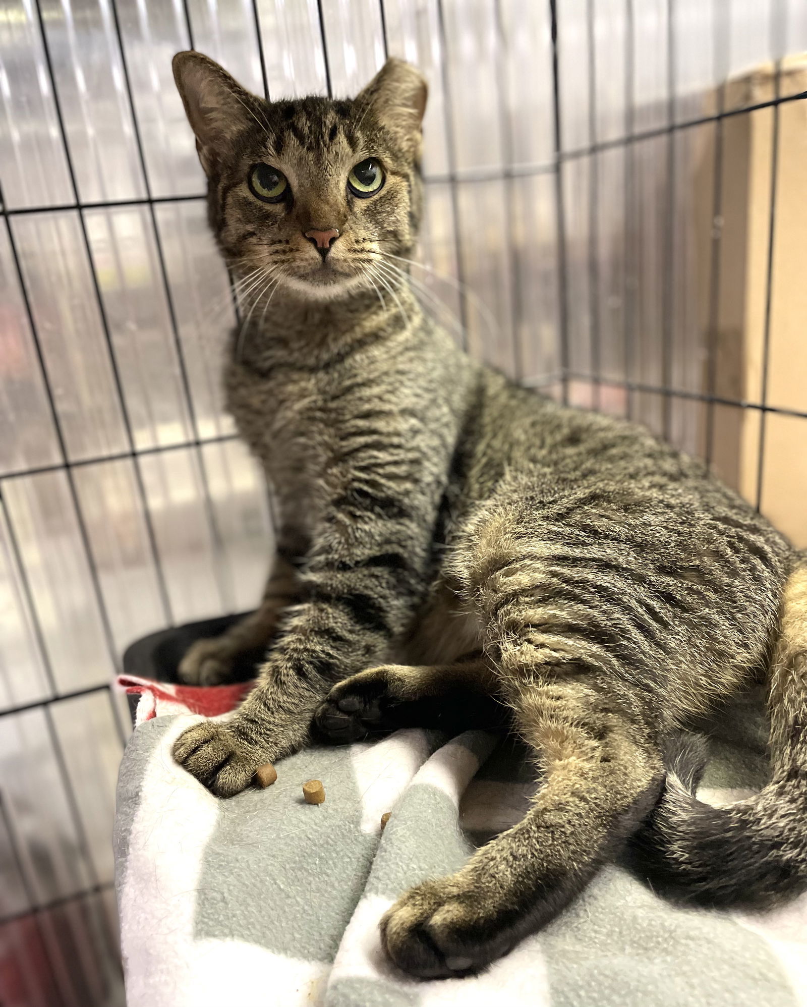 Sunset, an adoptable Domestic Short Hair in Margate, FL, 33068 | Photo Image 4