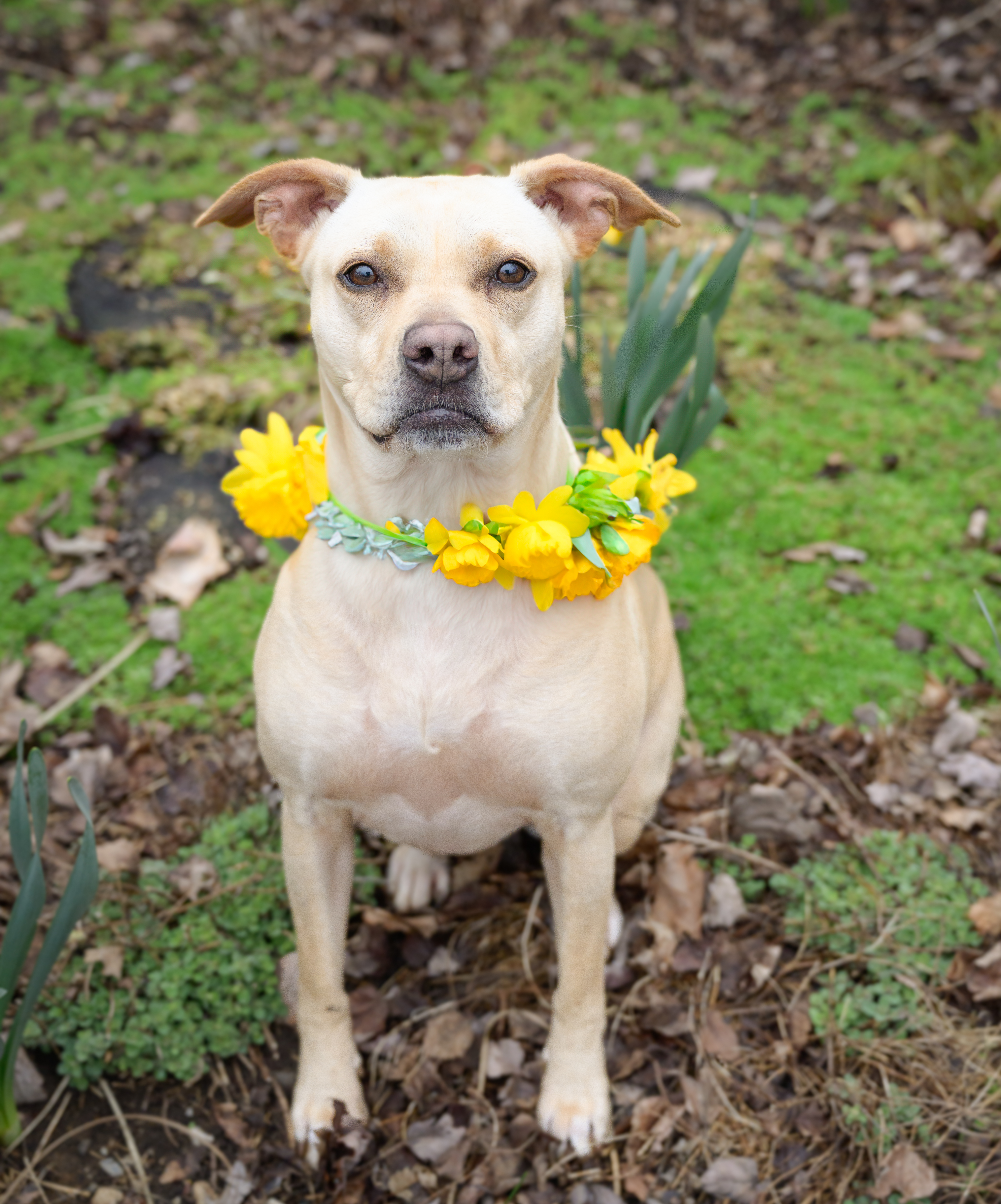 Pearl, an adoptable Hound, Pit Bull Terrier in Versailles, KY, 40383 | Photo Image 1