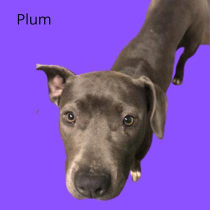 Plum