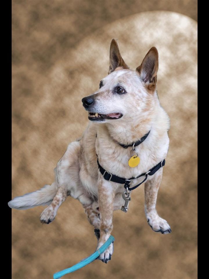 Buddy, an adoptable Australian Cattle Dog / Blue Heeler in Rochester, MN_image-1