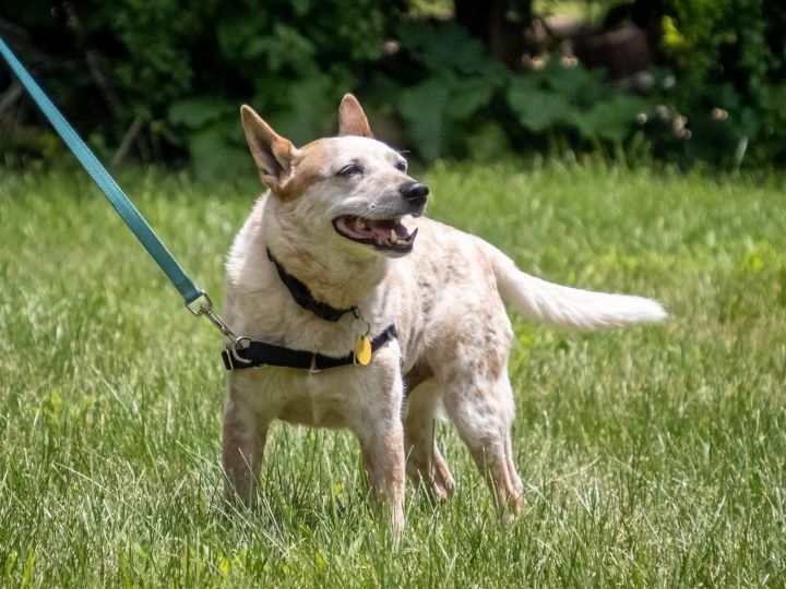 Buddy, an adoptable Australian Cattle Dog / Blue Heeler in Rochester, MN_image-3
