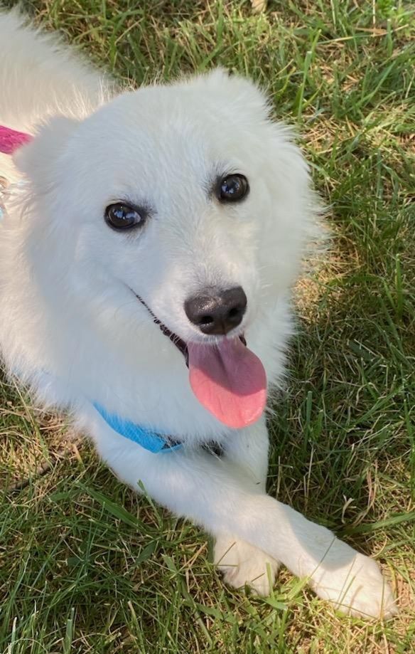 Blizzard-Adopted!, an adopted American Eskimo Dog in Saint Louis, MO_image-2