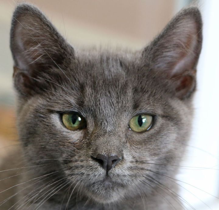 Haymitch, an adopted Domestic Short Hair in Charles Town, WV_image-1