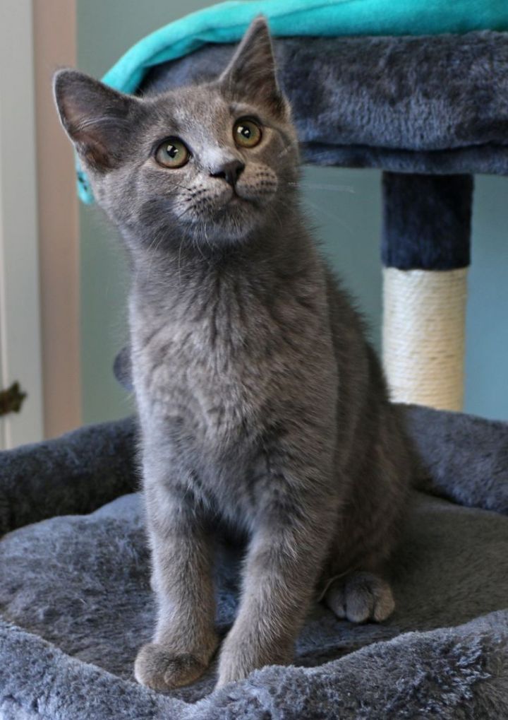 Haymitch, an adopted Domestic Short Hair in Charles Town, WV_image-5