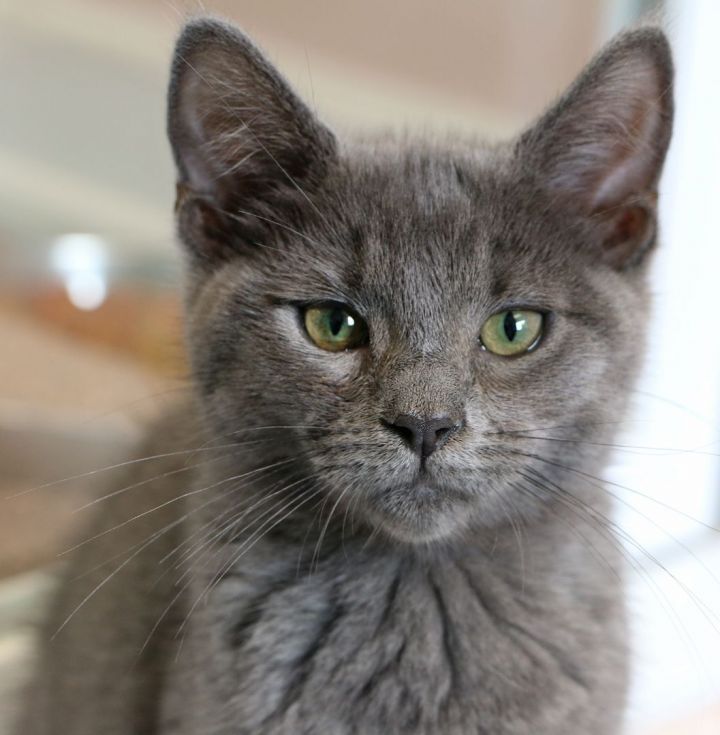 Haymitch, an adopted Domestic Short Hair in Charles Town, WV_image-6