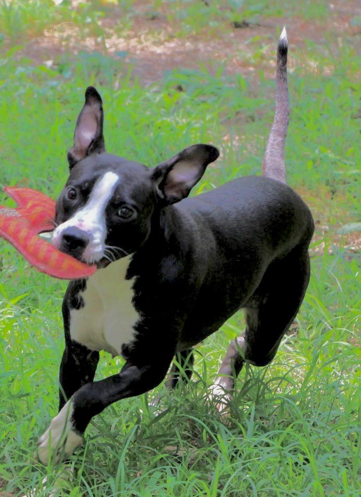 Haven, an adoptable Pit Bull Terrier, Labrador Retriever in Amston, CT, 06231 | Photo Image 3