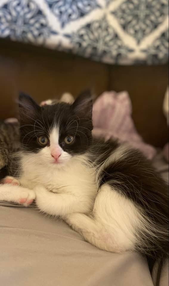 Juno, an adopted Domestic Long Hair & Tuxedo Mix in Kentwood, MI_image-4