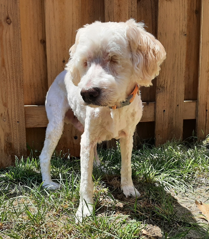 Cockapoo- Homer. Must be adopted with Bella, an adoptable Cocker Spaniel, Poodle in Omaha, NE, 68137 | Photo Image 2