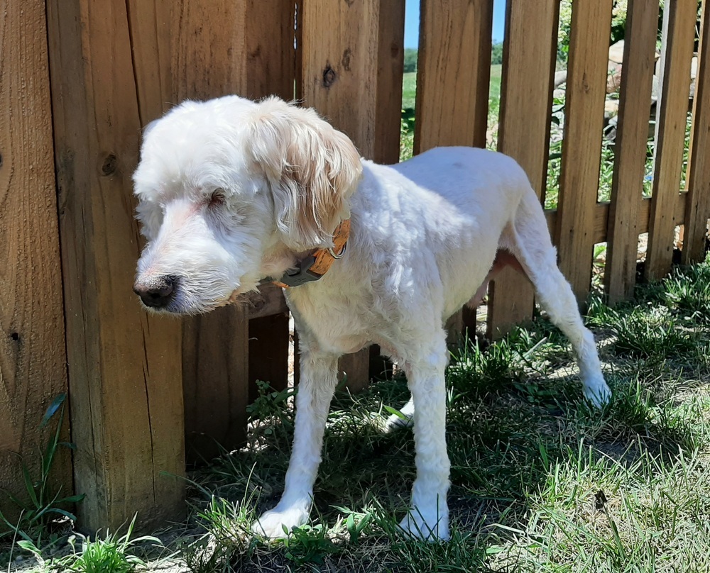 Cockapoo- Homer. Must be adopted with Bella, an adoptable Cocker Spaniel, Poodle in Omaha, NE, 68137 | Photo Image 6