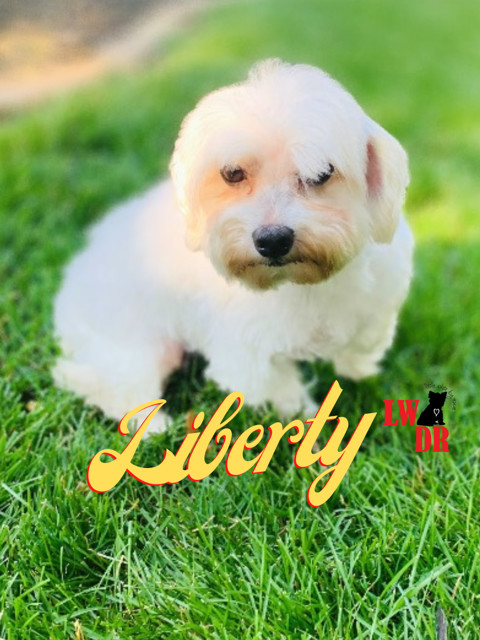 Maltese - Liberty