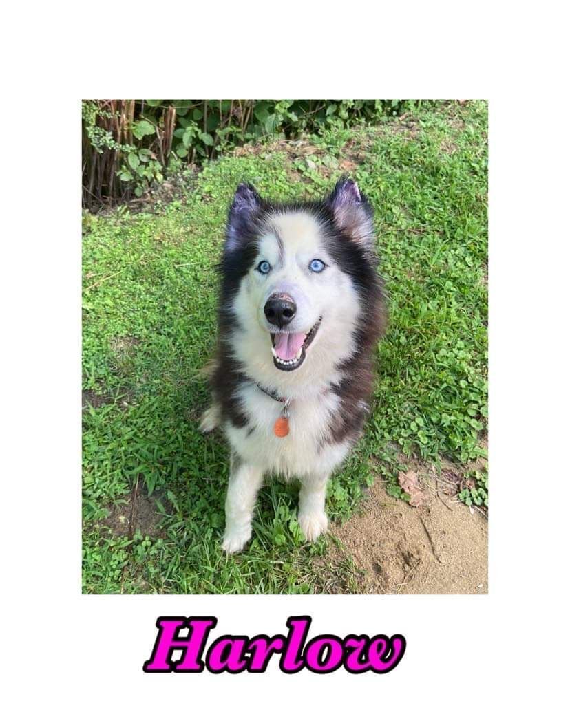Harlow-Available 7/24! www.lhar.dog to apply!