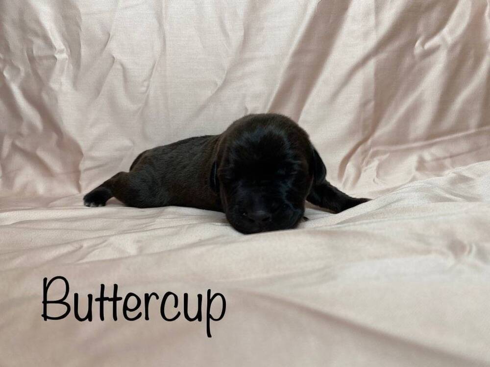 Buttercup