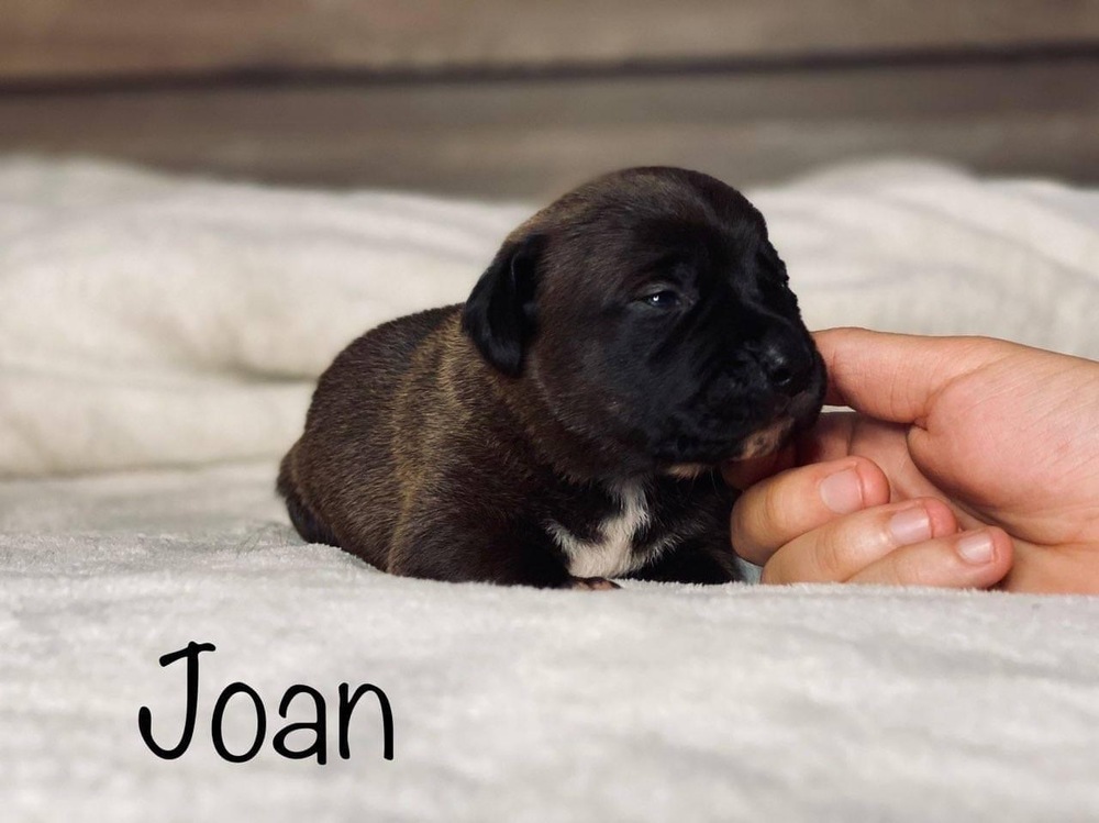 Joan