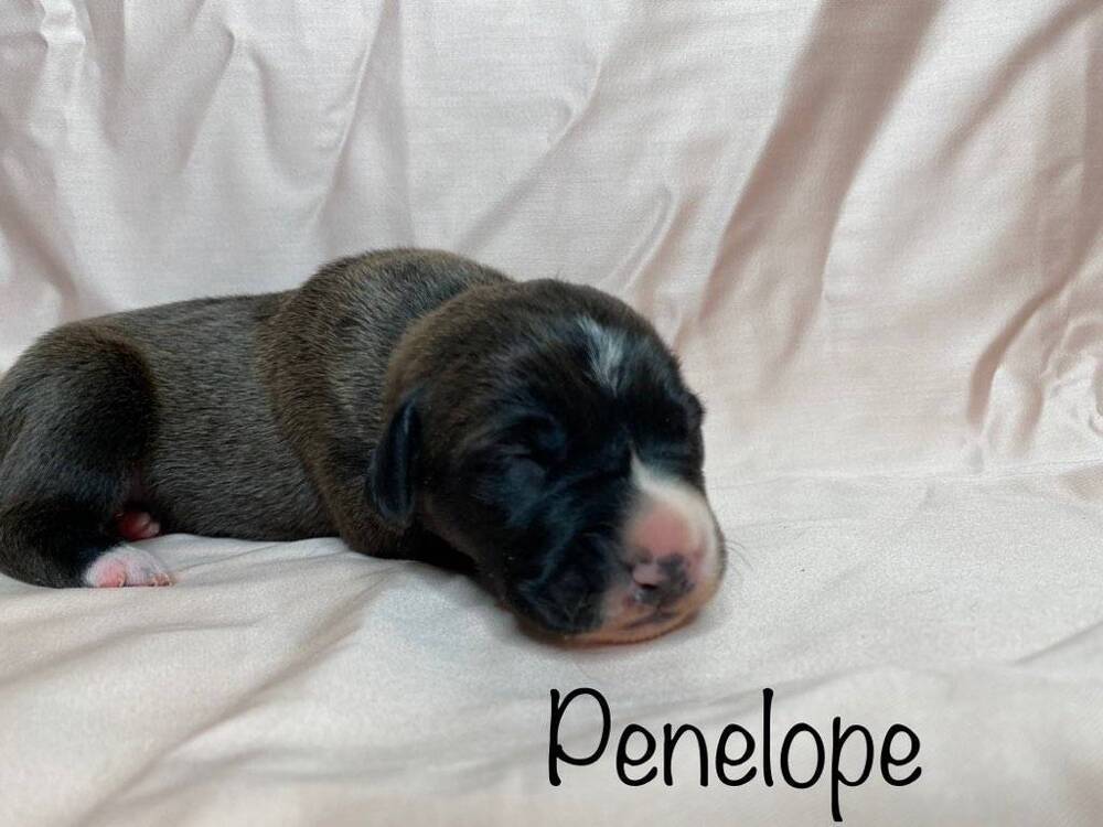 Penelope