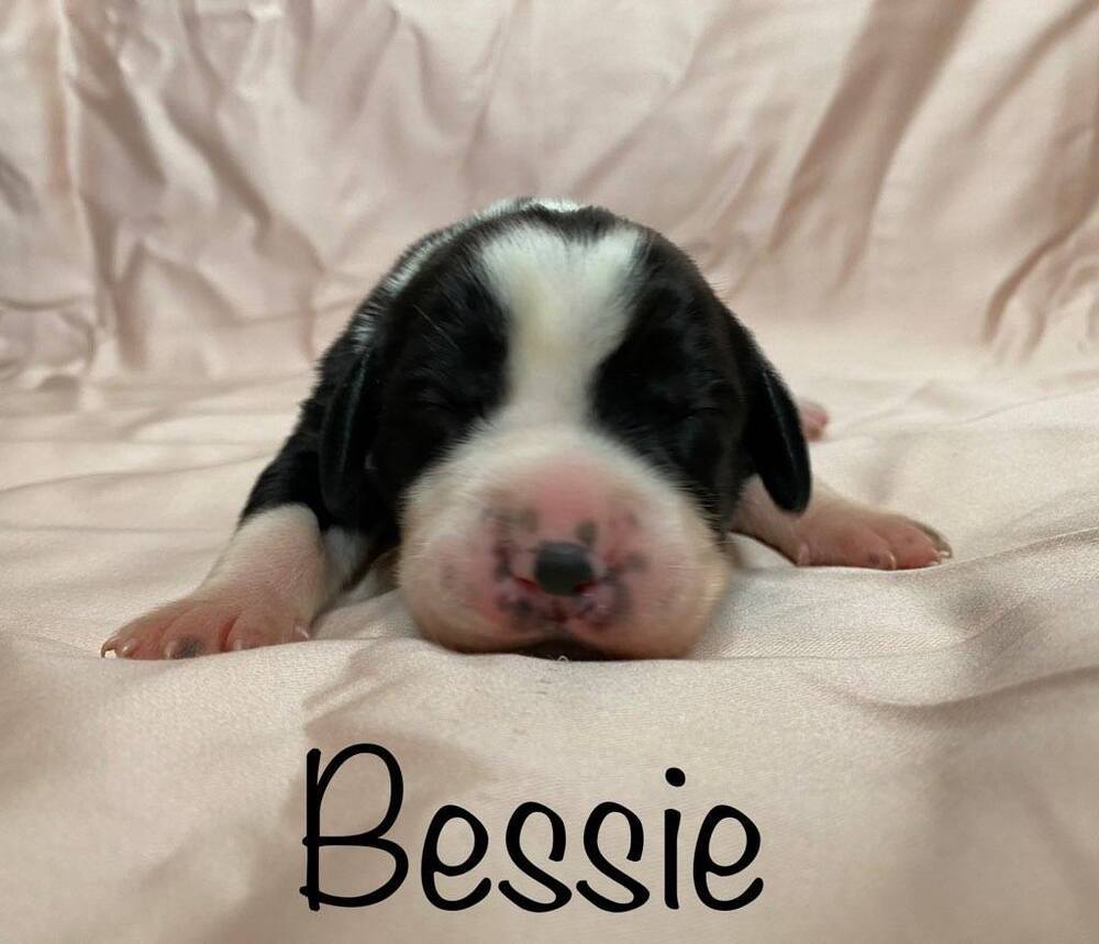 Bessie