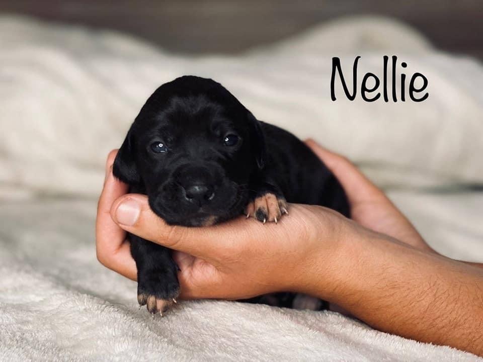 Nellie