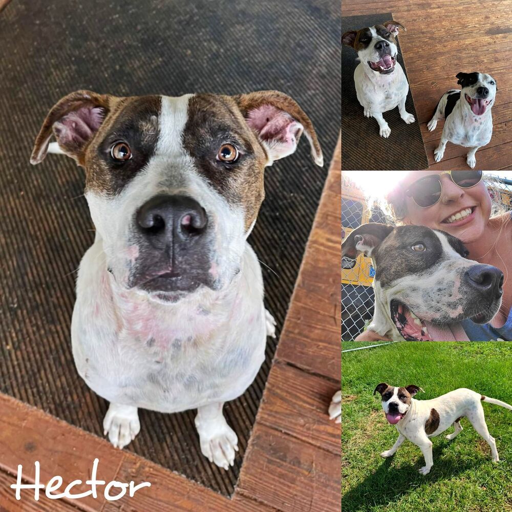 Hector