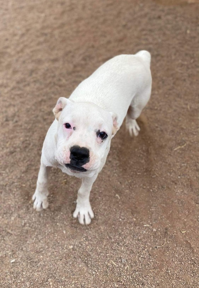 Snowball, an adoptable Boxer in Hereford, AZ, 85615 | Photo Image 1