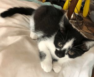 kittens for sale mn free