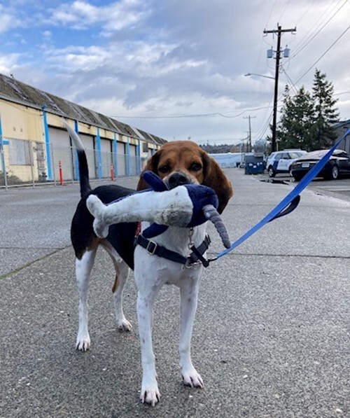 Chase, an adoptable Treeing Walker Coonhound in Seattle, WA, 98116 | Photo Image 2