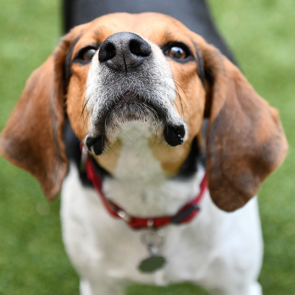 Chase, an adoptable Treeing Walker Coonhound in Seattle, WA, 98116 | Photo Image 1