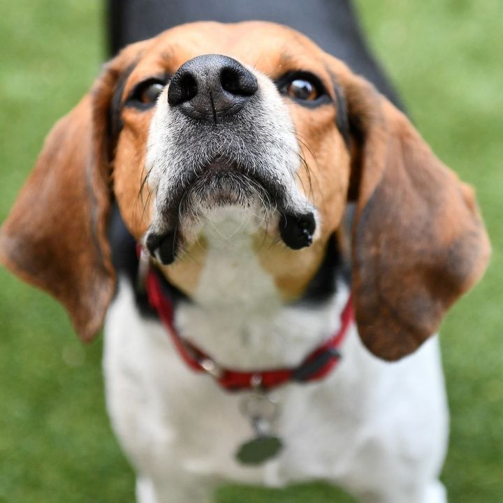 Treeing walker best sale coonhound adoption