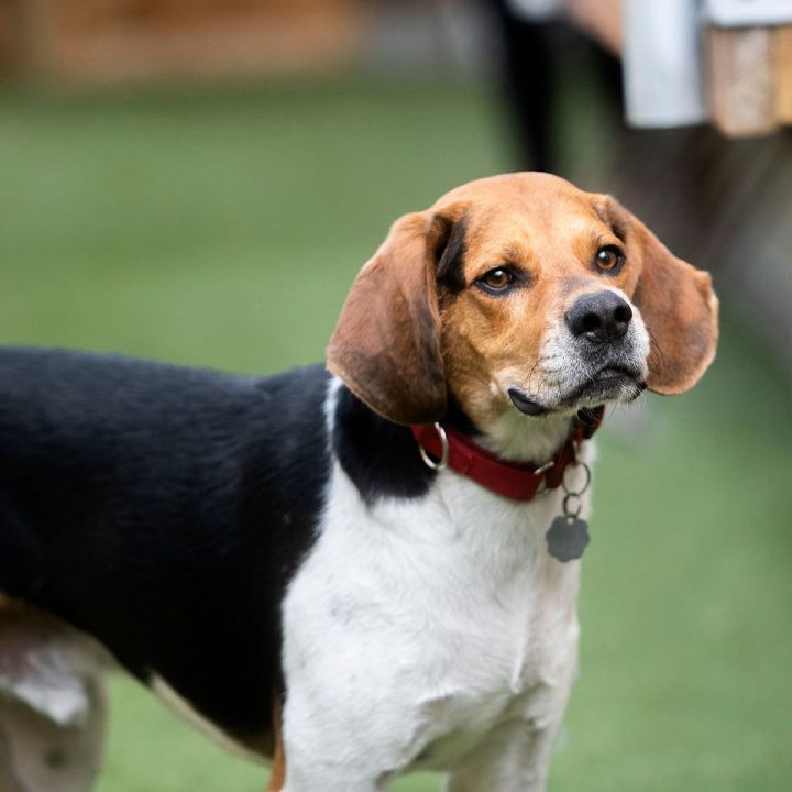 are bones safe for treeing walker coonhound puppies