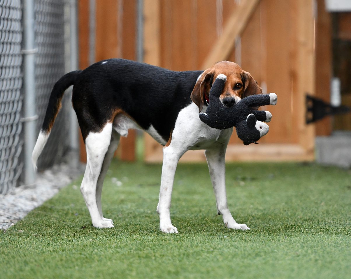 Chase, an adoptable Treeing Walker Coonhound in Seattle, WA, 98116 | Photo Image 6