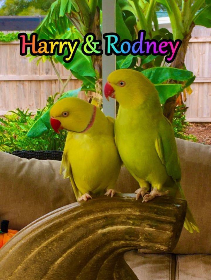 Harry and Rodney, an adoptable Ringneck / Psittacula in Indian Rocks Beach, FL_image-1