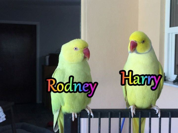 Harry and Rodney 2