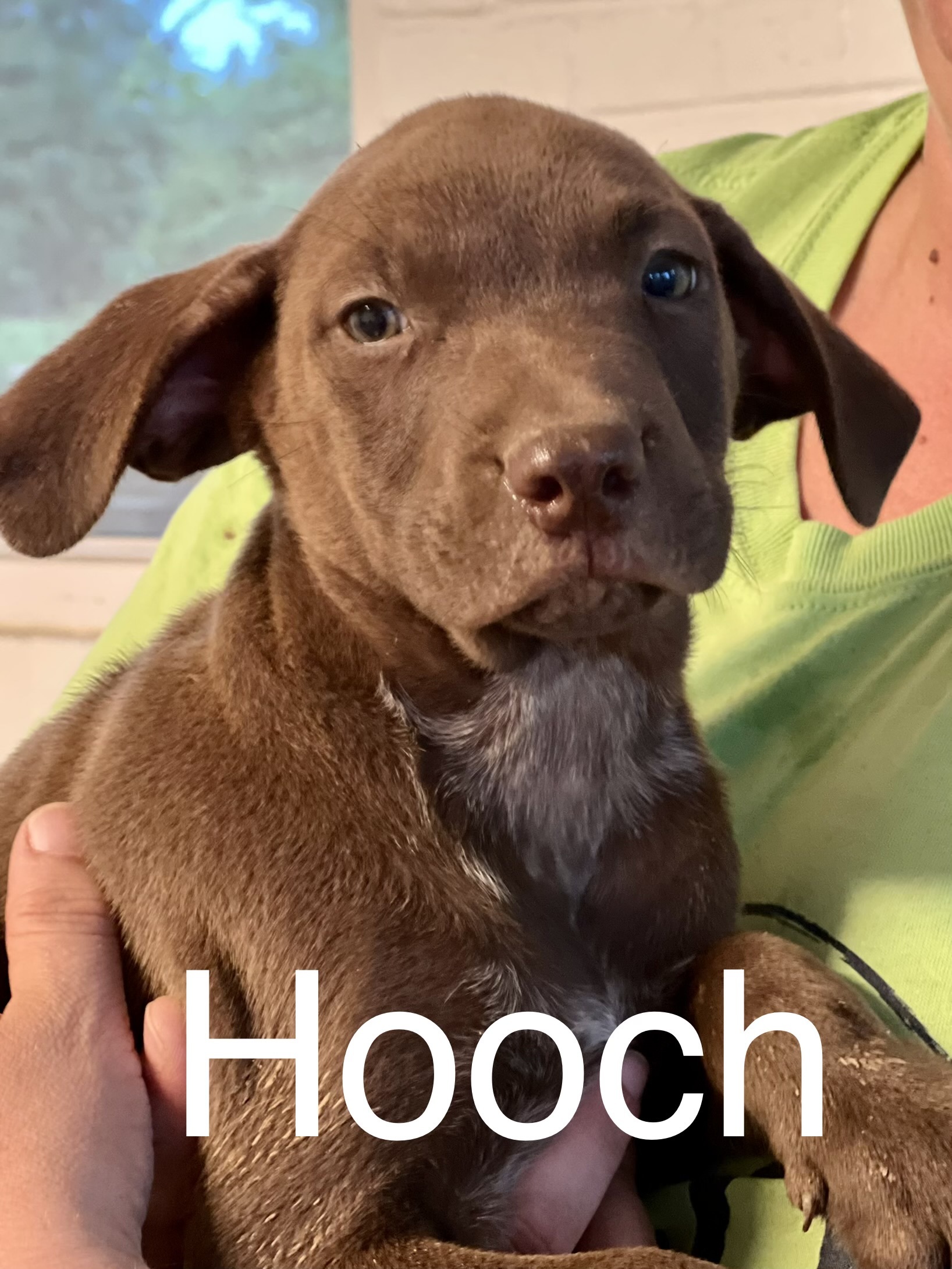 Hooch