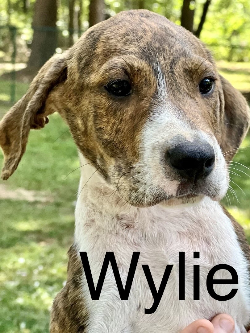 Wylie